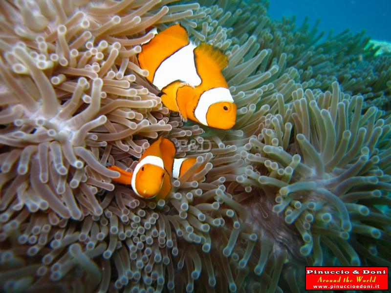 Papua Immersioni (Kavieng-New Hannover) - 12.jpg